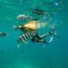 plongée-poissons-mer-nageuse-palmes