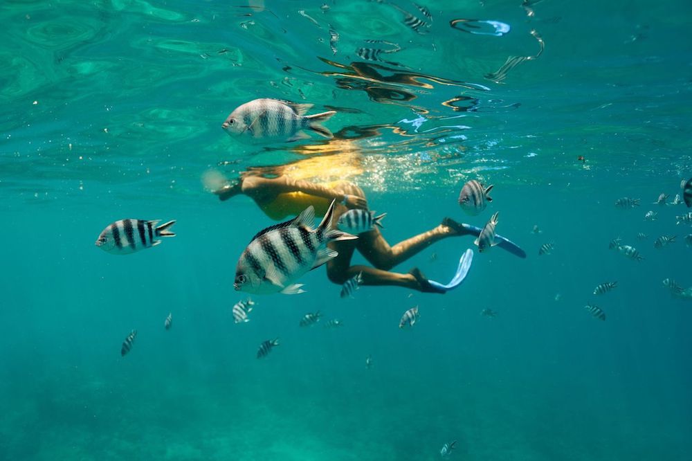 plongée-poissons-mer-nageuse-palmes